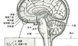 脑膜刺激征检查视频,直观解析临床诊断技巧