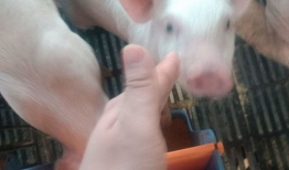 猪猪视频,萌宠日常，欢乐无限